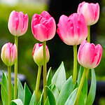 東京ガーデンテラス紀尾井町の春イベント「紀尾井・花の駅」夜桜の虹色ライトアップ＆桜スイーツ｜写真8