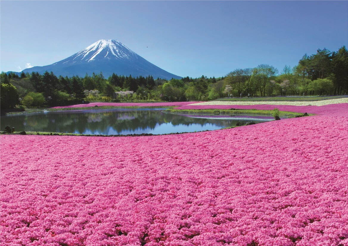 約50万株の芝桜×富士山の絶景が楽しめる「2023富士芝桜まつり」山梨県・富士河口湖で｜写真1