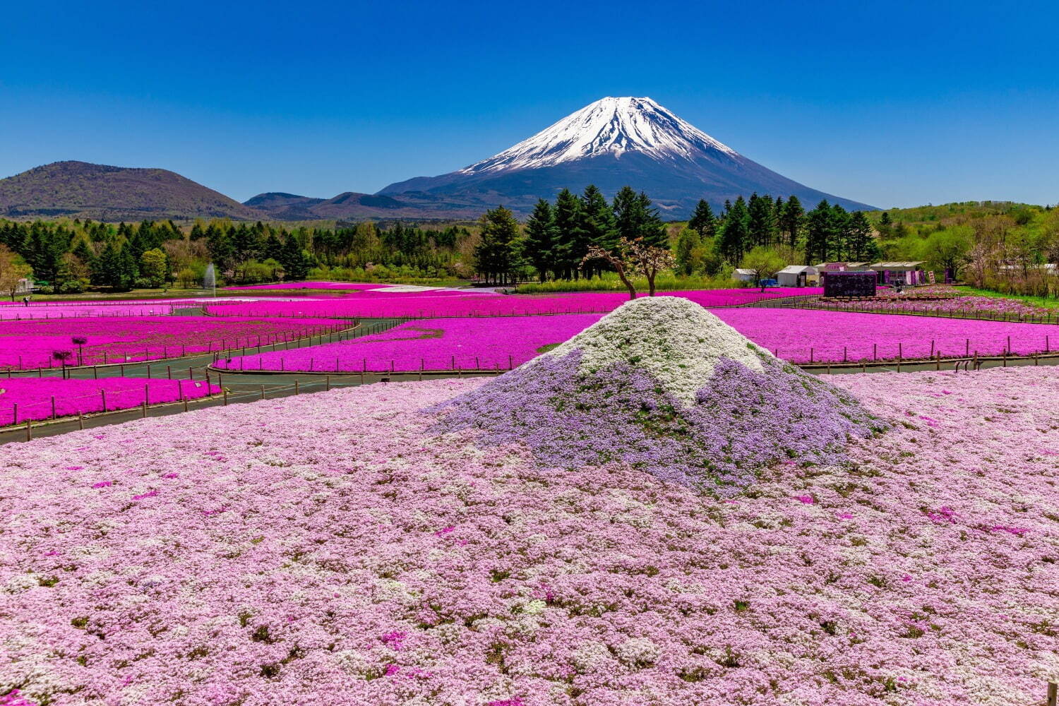 約50万株の芝桜×富士山の絶景が楽しめる「2023富士芝桜まつり」山梨県・富士河口湖で｜写真2