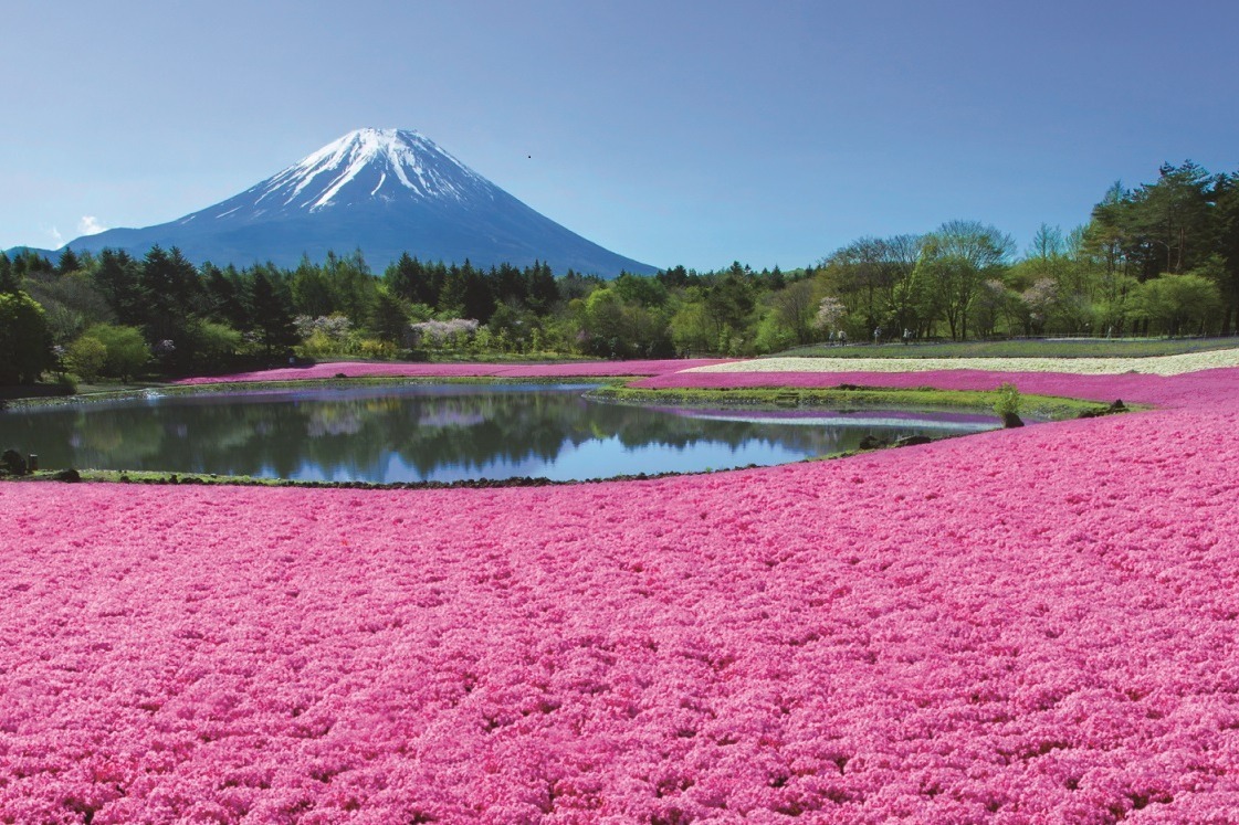 絵本｜約50万株の芝桜×富士山の絶景が楽しめる「2023富士芝桜まつり」山梨県・富士河口湖で