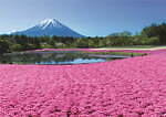 約50万株の芝桜×富士山の絶景が楽しめる「2023富士芝桜まつり」山梨県・富士河口湖で｜写真1