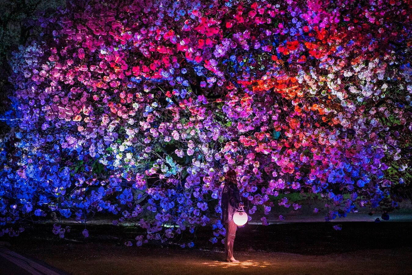 【関東の花見イベント2023】ドライブにもおすすめ！桜名所～公園まで東京＆横浜の花見スポット | 写真