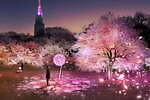 新宿御苑×ネイキッドの“夜桜”ライトアップ、約900本の桜を幻想的な光で彩る