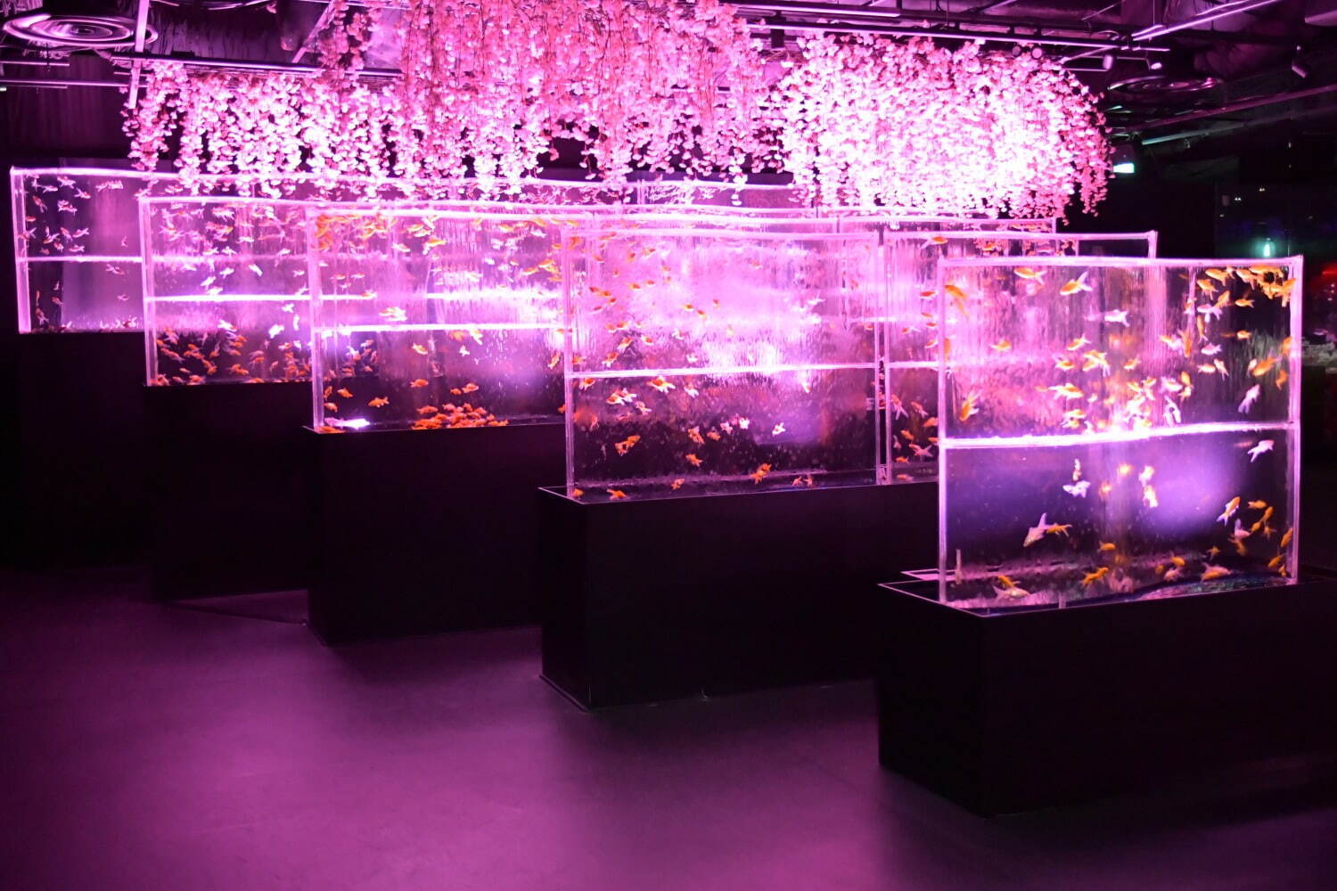 金魚アート「アートアクアリウム美術館 GINZA」“桜×金魚”の春イベント、満開の桜トンネルも｜写真4