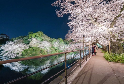 「千代田のさくらまつり」4年ぶりに開催、桜の名所・千鳥ヶ淵緑道をライトアップ｜写真4