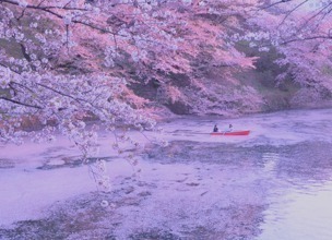 「千代田のさくらまつり」4年ぶりに開催、桜の名所・千鳥ヶ淵緑道をライトアップ｜写真3