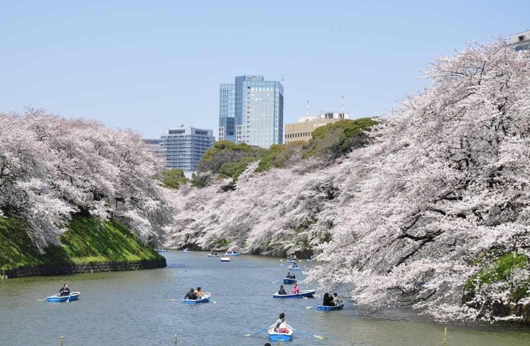 「千代田のさくらまつり」4年ぶりに開催、桜の名所・千鳥ヶ淵緑道をライトアップ｜写真2