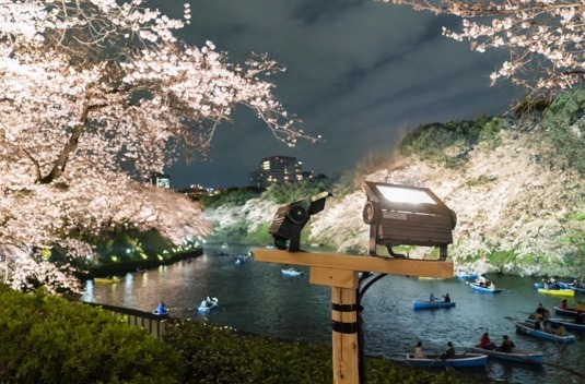 「千代田のさくらまつり」4年ぶりに開催、桜の名所・千鳥ヶ淵緑道をライトアップ｜写真6