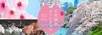 「千代田のさくらまつり」4年ぶりに開催、桜の名所・千鳥ヶ淵緑道をライトアップ｜写真1