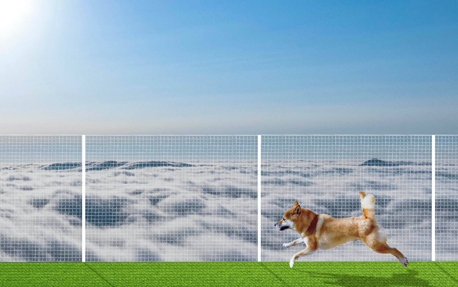 星野リゾート トマムに“犬が雲の上を走る！？”「雲海テラスドッグラン」誕生、犬用クッキーなども｜写真12