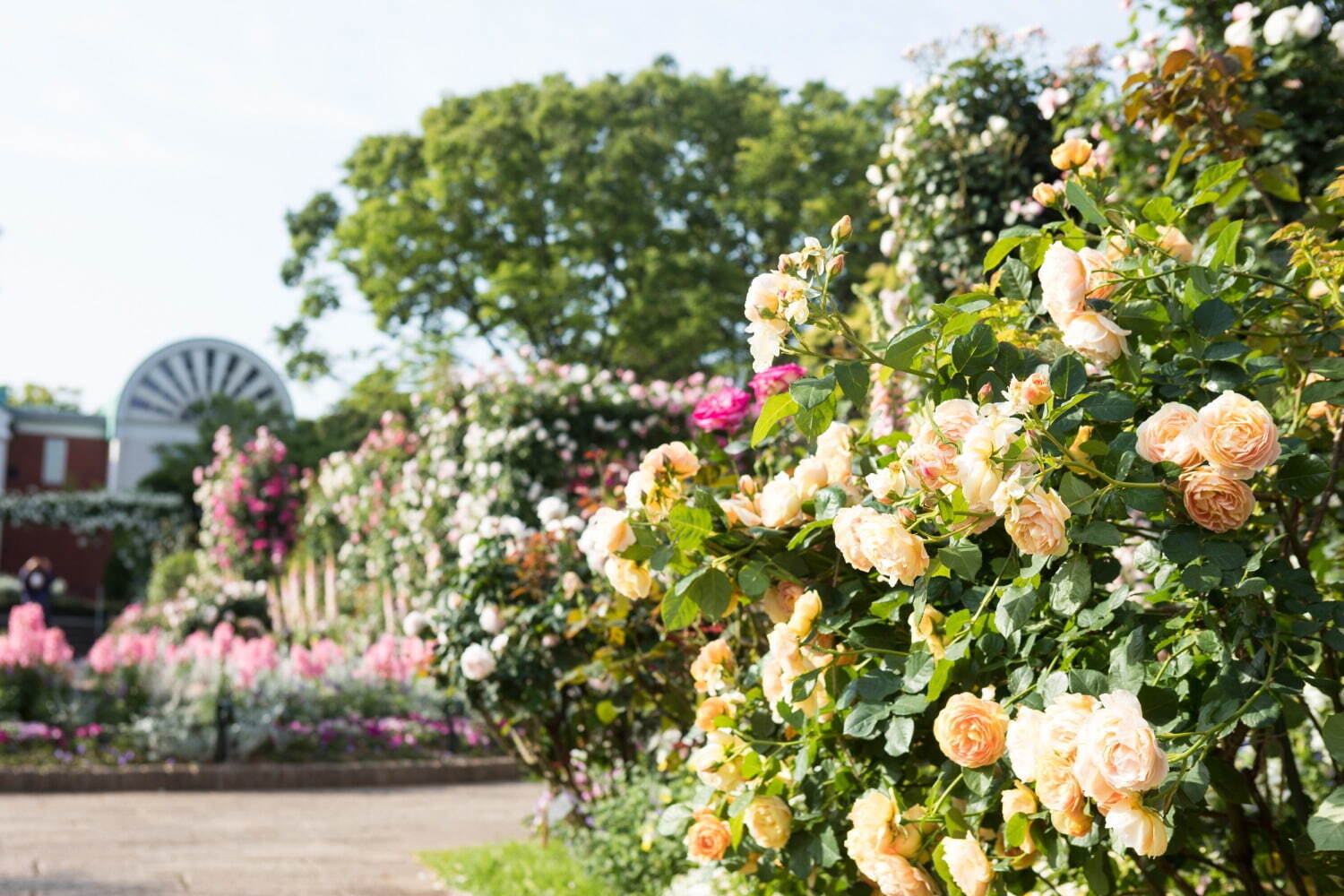 「ガーデンネックレス横浜 2023」リレー式に開花する桜やバラが横浜を彩るフラワーイベント｜写真12