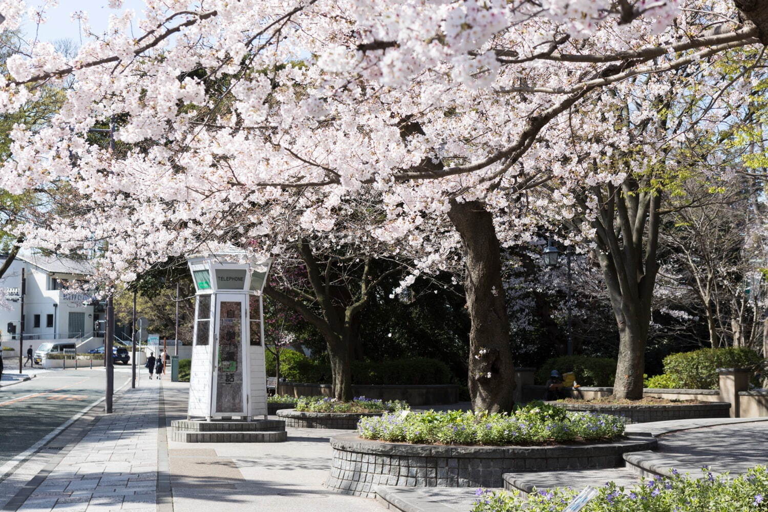 「ガーデンネックレス横浜 2023」リレー式に開花する桜やバラが横浜を彩るフラワーイベント｜写真2