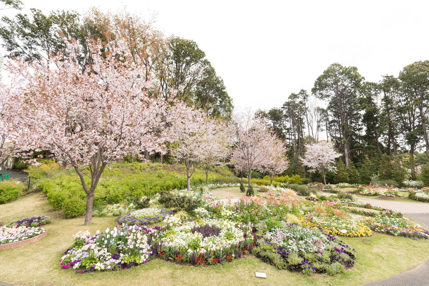 「ガーデンネックレス横浜 2023」リレー式に開花する桜やバラが横浜を彩るフラワーイベント｜写真18