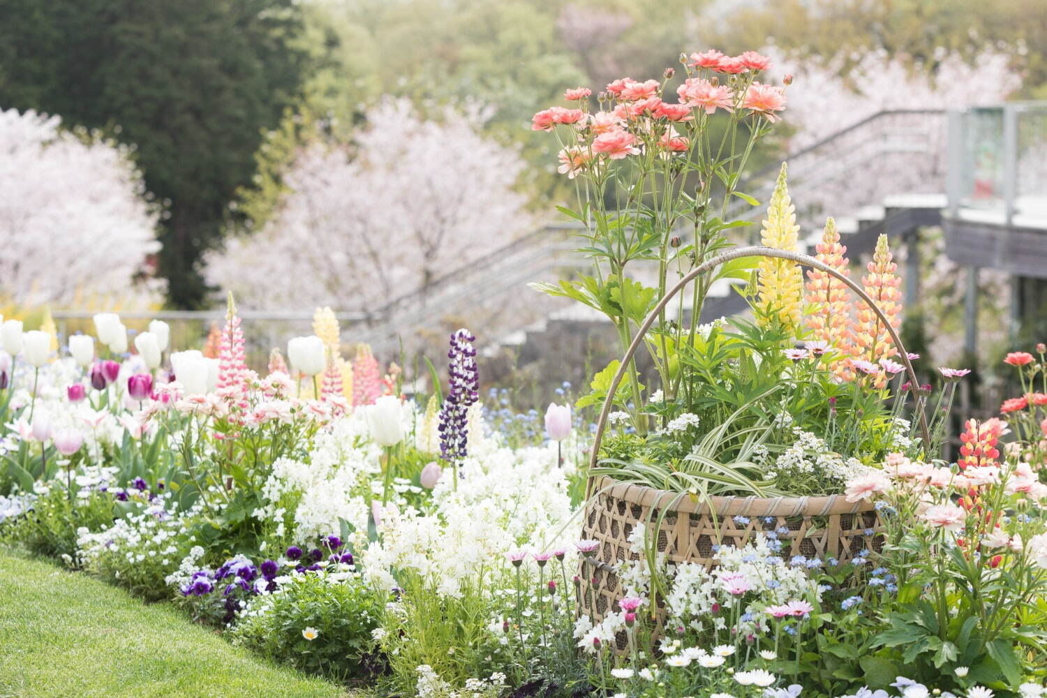「ガーデンネックレス横浜 2023」リレー式に開花する桜やバラが横浜を彩るフラワーイベント｜写真20