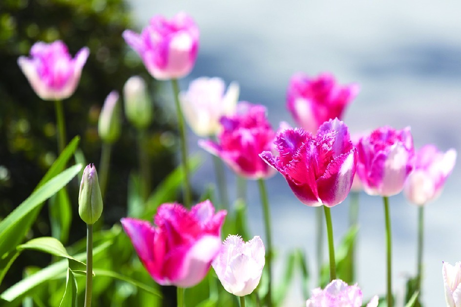 「ガーデンネックレス横浜 2023」リレー式に開花する桜やバラが横浜を彩るフラワーイベント｜写真4