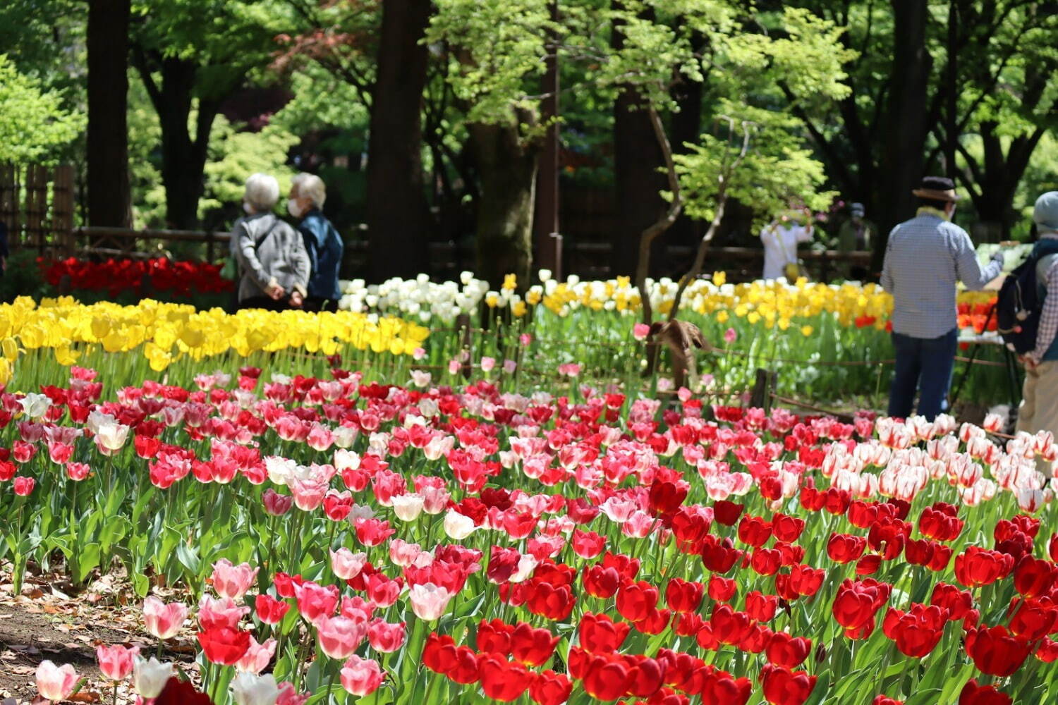 「ガーデンネックレス横浜 2023」リレー式に開花する桜やバラが横浜を彩るフラワーイベント｜写真5