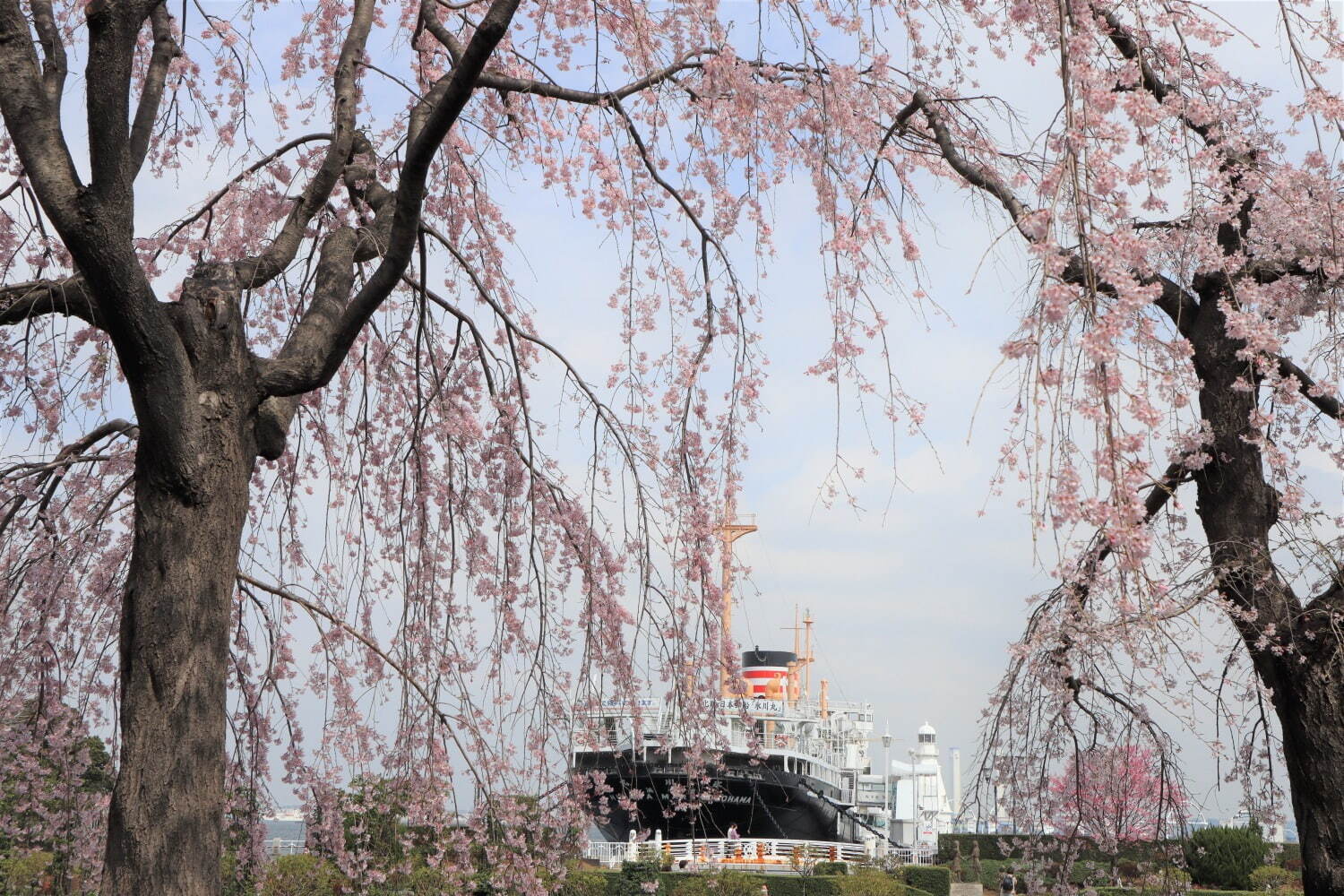 「ガーデンネックレス横浜 2023」リレー式に開花する桜やバラが横浜を彩るフラワーイベント｜写真3