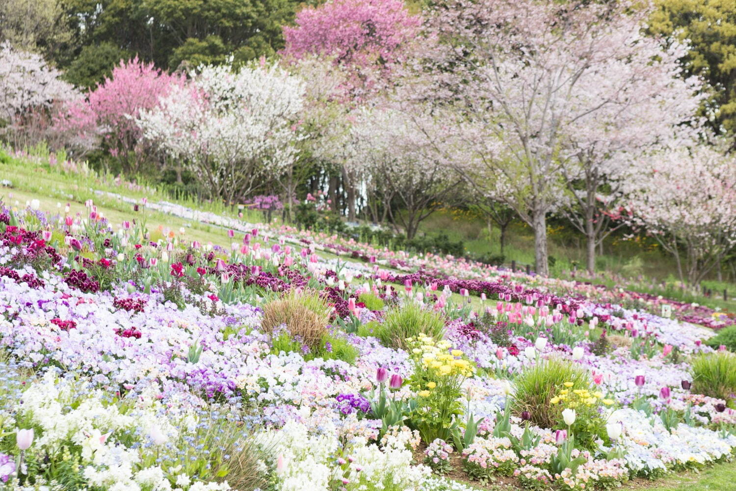 「ガーデンネックレス横浜 2023」リレー式に開花する桜やバラが横浜を彩るフラワーイベント｜写真17