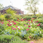 「ガーデンネックレス横浜 2023」リレー式に開花する桜やバラが横浜を彩るフラワーイベント｜写真8