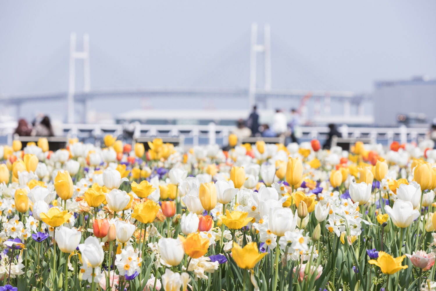 「ガーデンネックレス横浜 2023」リレー式に開花する桜やバラが横浜を彩るフラワーイベント｜写真7