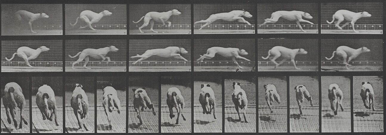 エドワード・マイブリッジ 《犬。駆ける白い競走犬、マギー》 「アニマル・ロコモーション」より 1887年 東京都写真美術館蔵