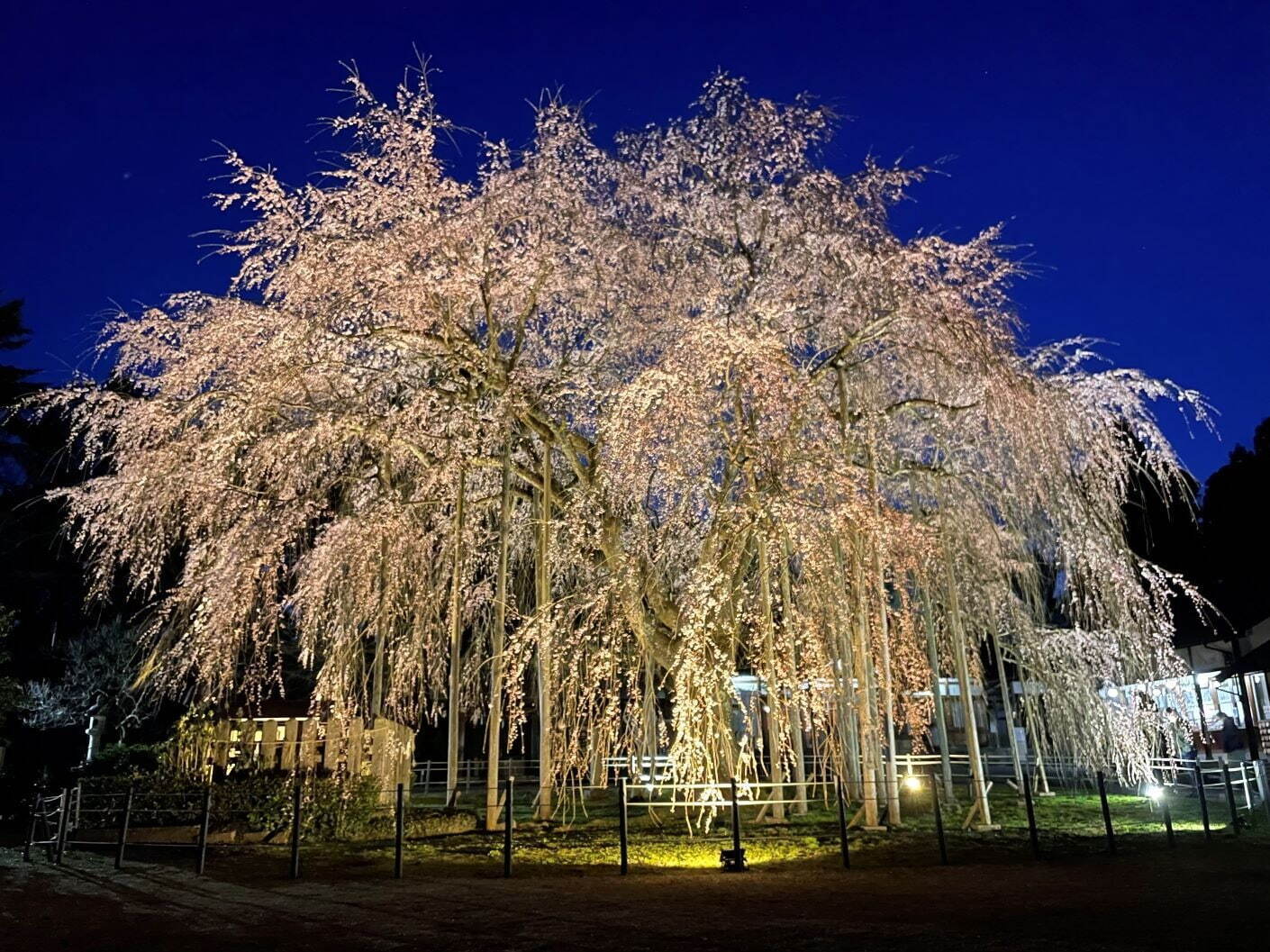 足羽神社のしだれ桜