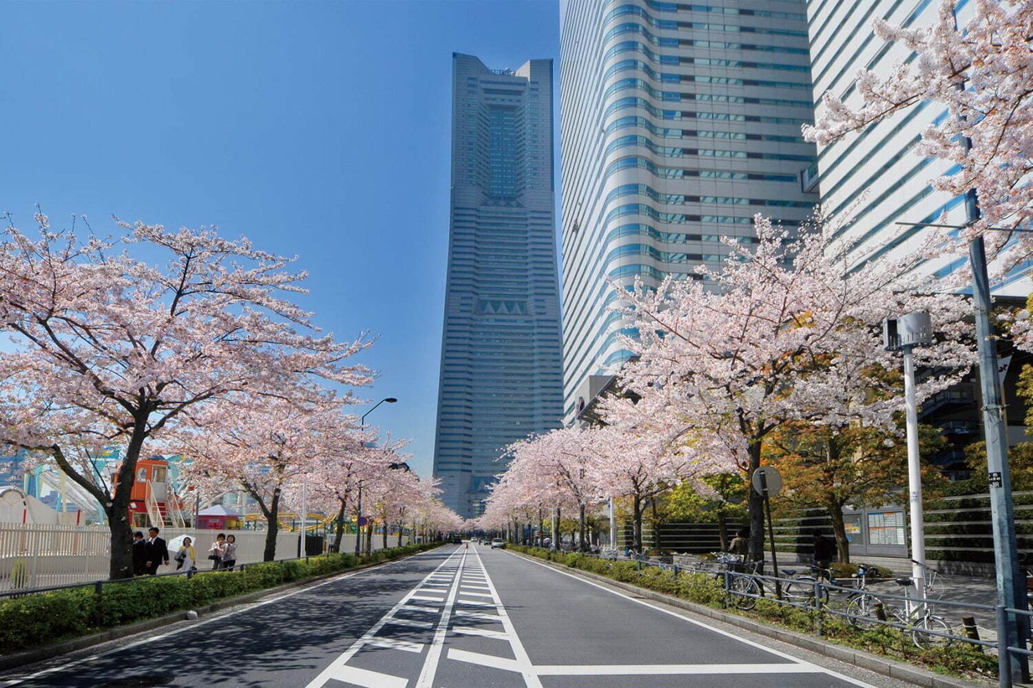 「みなとみらい21 さくらフェスタ2023」横浜・さくら通りで開催、500mの桜並木やパレード｜写真1