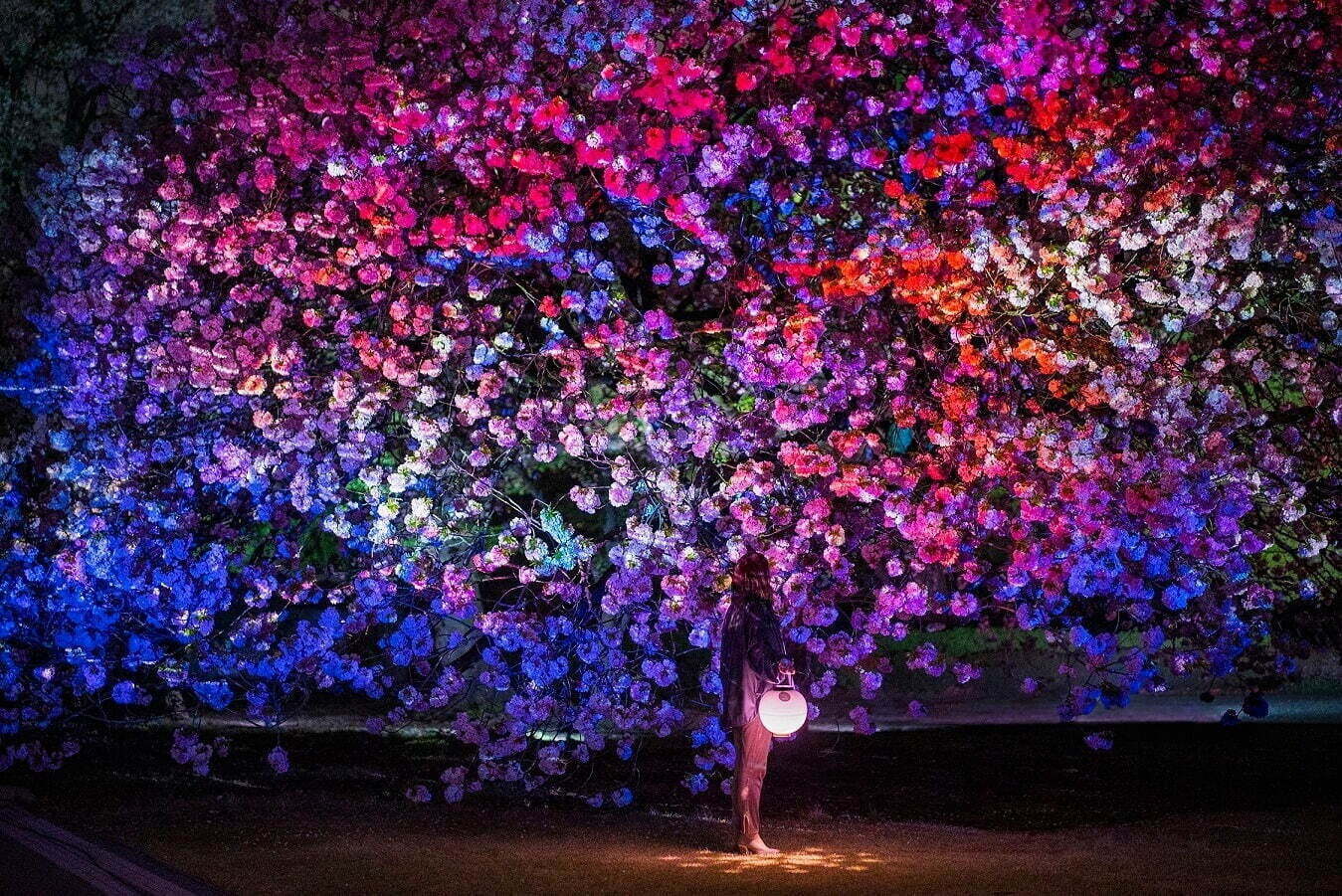 【関東の花見イベント2023】ドライブにもおすすめ！桜名所～公園まで東京＆横浜の花見スポット｜写真8