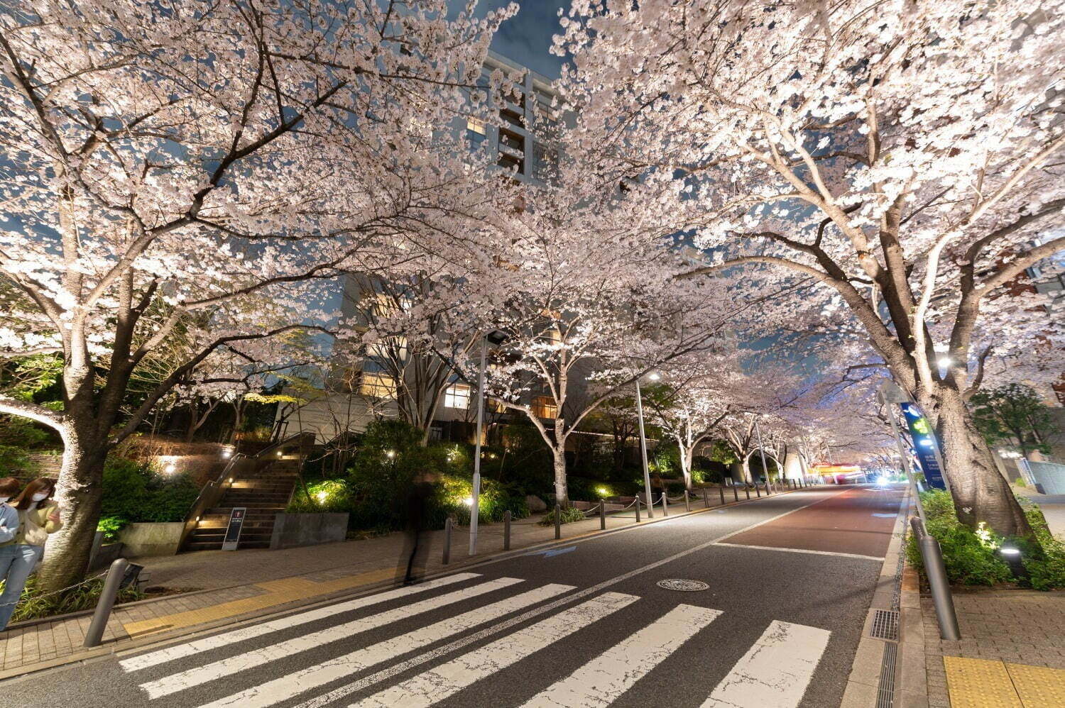 【関東の花見イベント2023】ドライブにもおすすめ！桜名所～公園まで東京＆横浜の花見スポット｜写真5