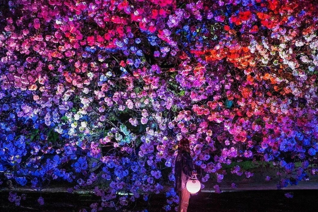 庭園｜【関東の花見イベント2023】ドライブにもおすすめ！桜名所～公園まで東京＆横浜の花見スポット