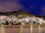 【関東の花見イベント2023】ドライブにもおすすめ！桜名所～公園まで東京＆横浜の花見スポット｜写真10