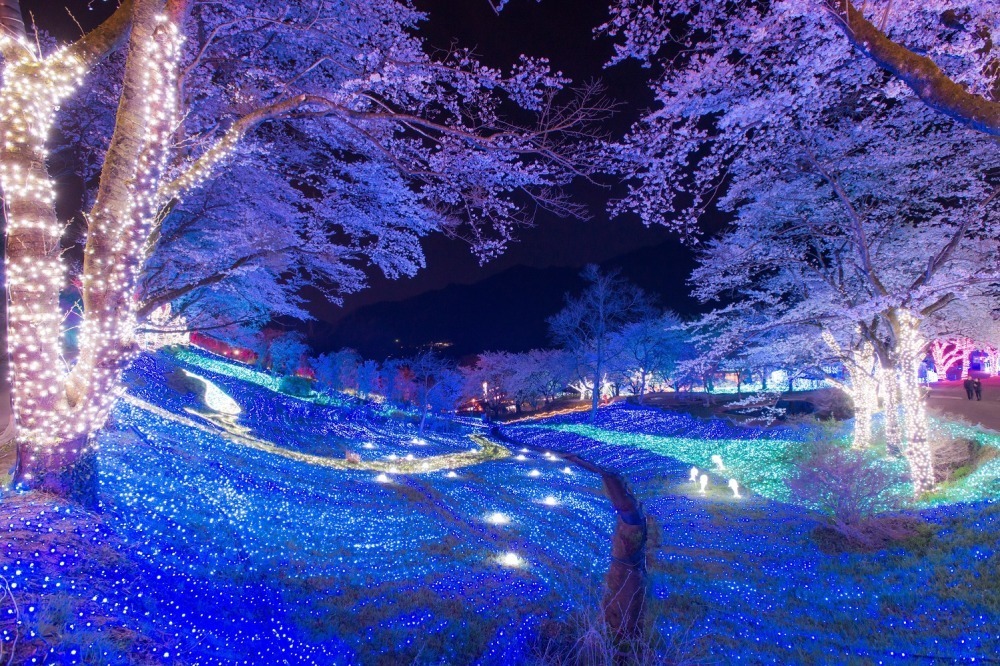 「さがみ湖桜まつり」2,500本の桜を楽しむ“空中お花見”、夜桜×すみっコぐらしイルミネーションも｜写真5