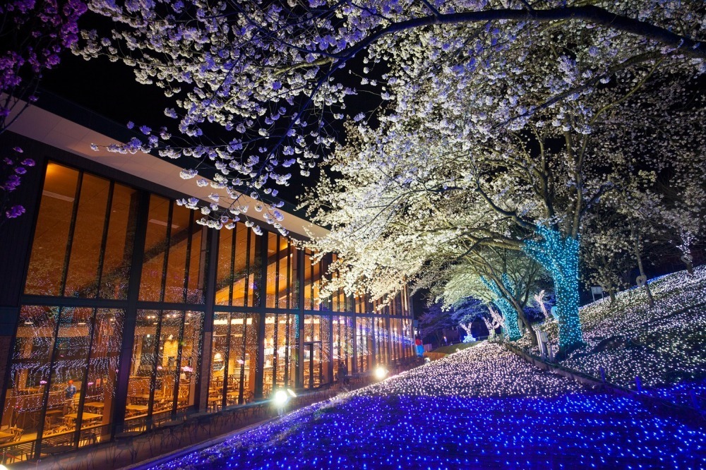 「さがみ湖桜まつり」2,500本の桜を楽しむ“空中お花見”、夜桜×すみっコぐらしイルミネーションも｜写真17