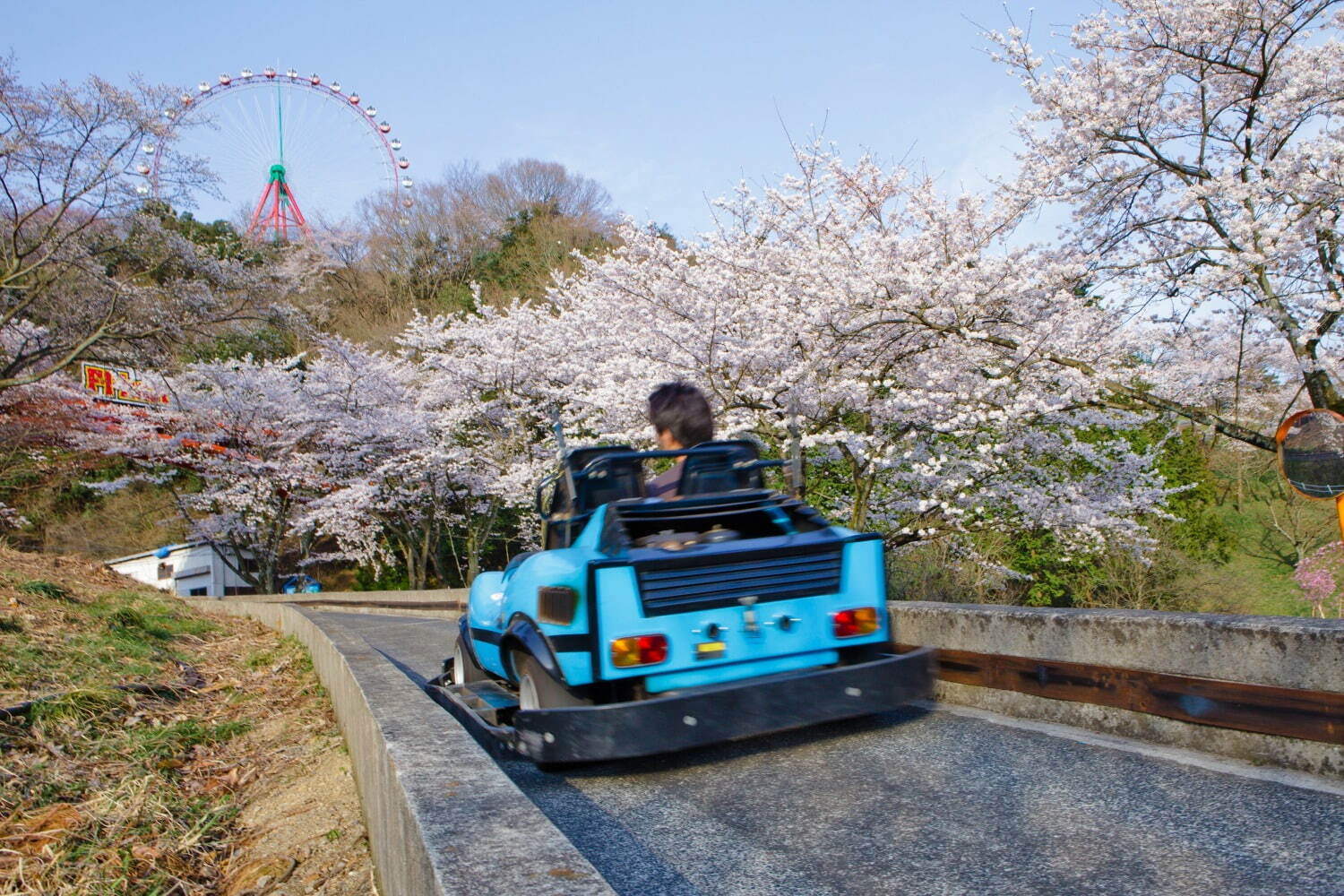 「さがみ湖桜まつり」2,500本の桜を楽しむ“空中お花見”、夜桜×すみっコぐらしイルミネーションも｜写真4