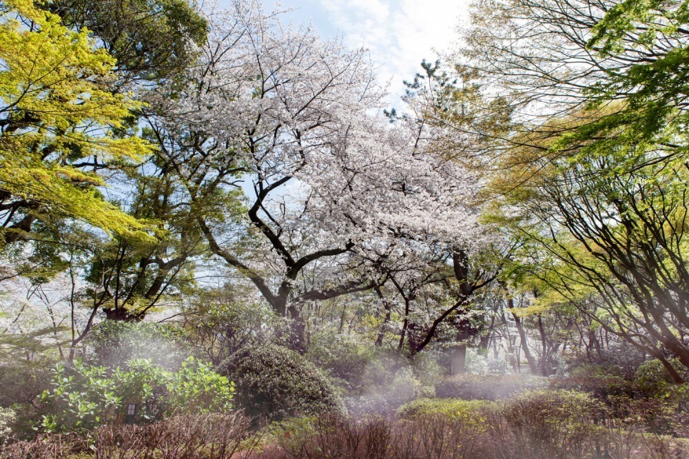 「御殿山さくらまつり2023」東京・品川で、“夜桜×霧”の幻想的なライトアップも｜写真1