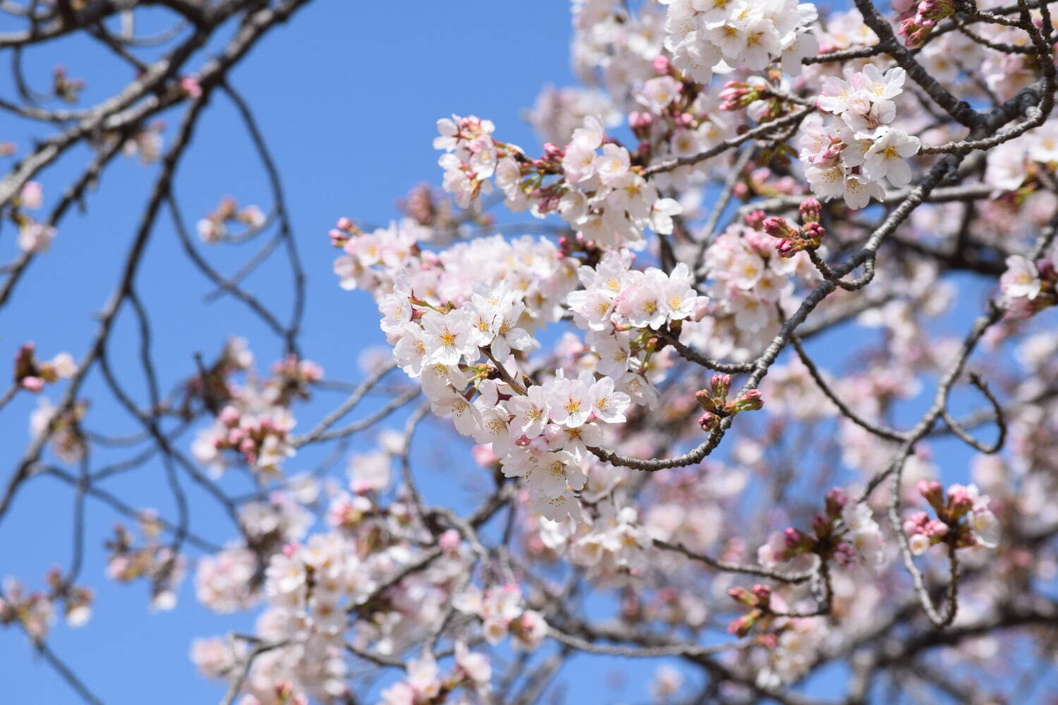 約16万球のチューリップ畑＆桜が満開の「スプリングウィーク」千葉・あけぼの山農業公園で｜写真12