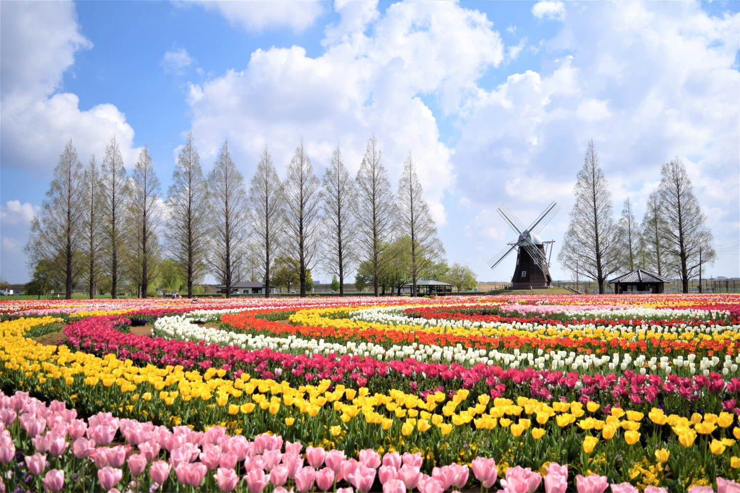 約16万球のチューリップ畑＆桜が満開の「スプリングウィーク」千葉・あけぼの山農業公園で｜写真1