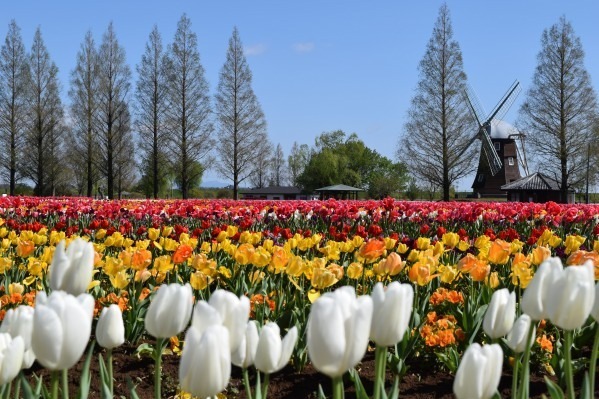 約16万球のチューリップ畑＆桜が満開の「スプリングウィーク」千葉・あけぼの山農業公園で｜写真2