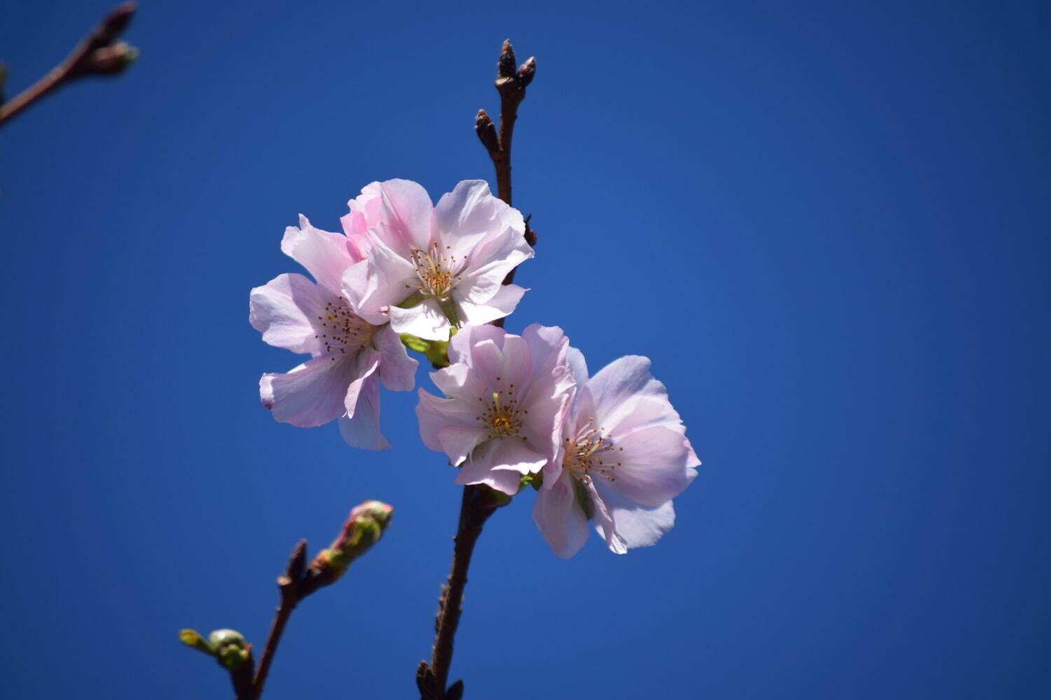 約16万球のチューリップ畑＆桜が満開の「スプリングウィーク」千葉・あけぼの山農業公園で｜写真8