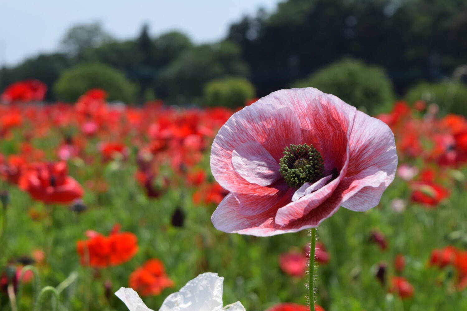 約16万球のチューリップ畑＆桜が満開の「スプリングウィーク」千葉・あけぼの山農業公園で｜写真13