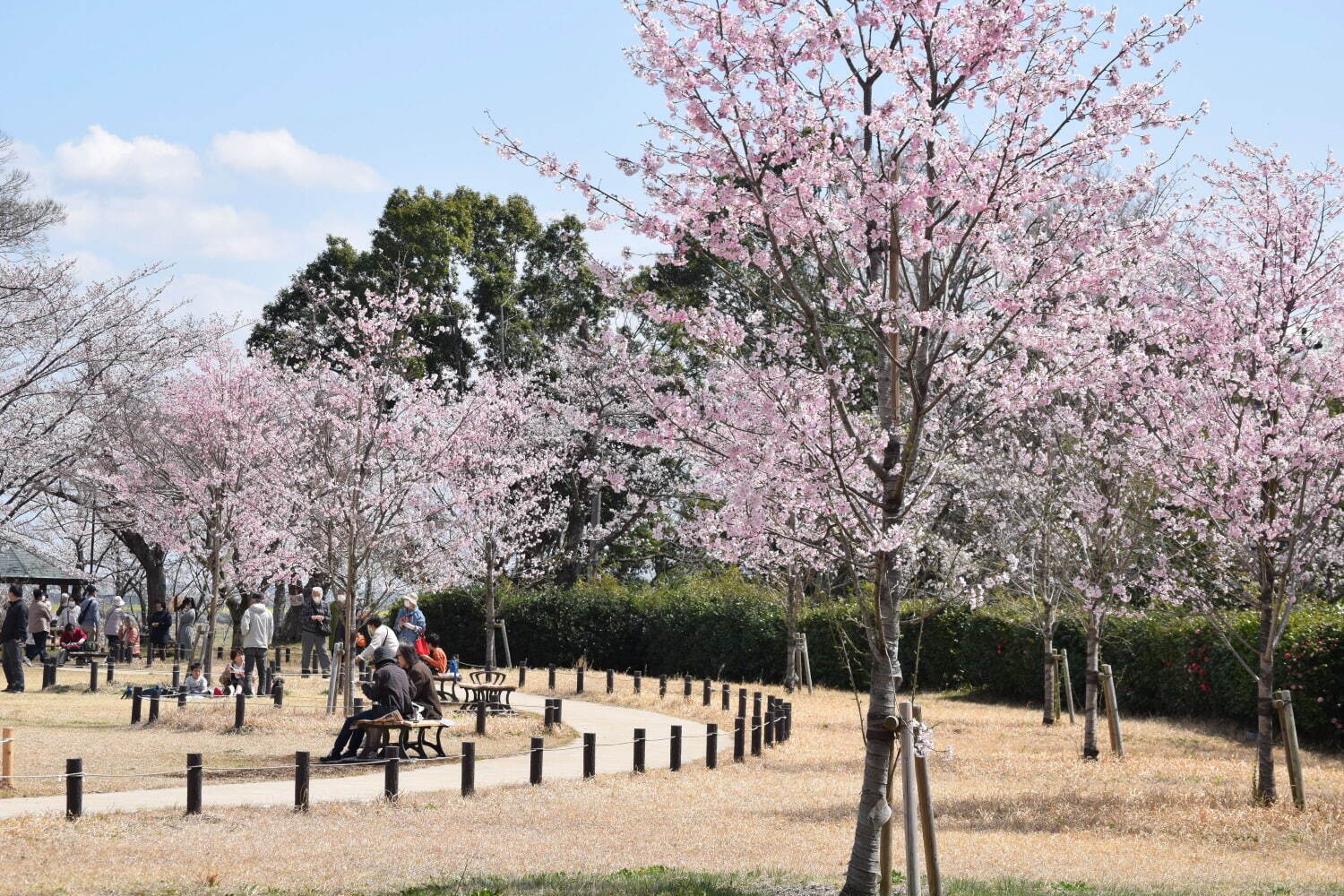 約16万球のチューリップ畑＆桜が満開の「スプリングウィーク」千葉・あけぼの山農業公園で｜写真11