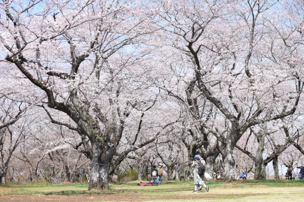 約16万球のチューリップ畑＆桜が満開の「スプリングウィーク」千葉・あけぼの山農業公園で｜写真10