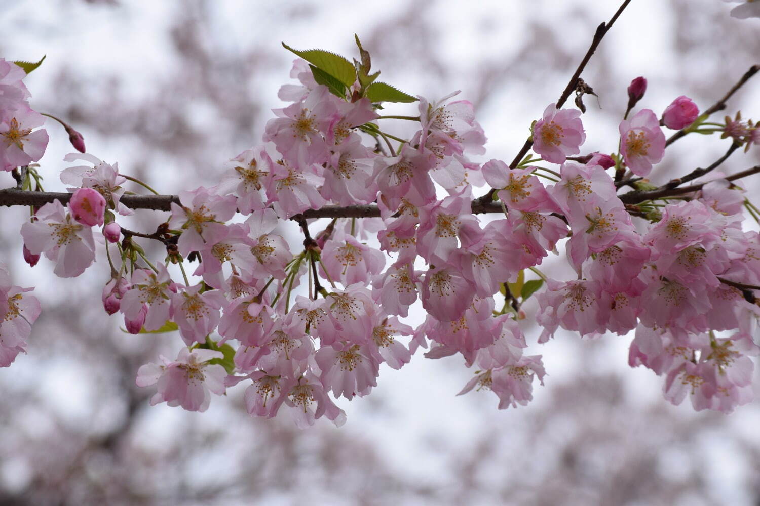 約16万球のチューリップ畑＆桜が満開の「スプリングウィーク」千葉・あけぼの山農業公園で｜写真9