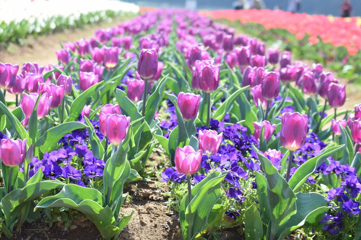 約16万球のチューリップ畑＆桜が満開の「スプリングウィーク」千葉・あけぼの山農業公園で｜写真17