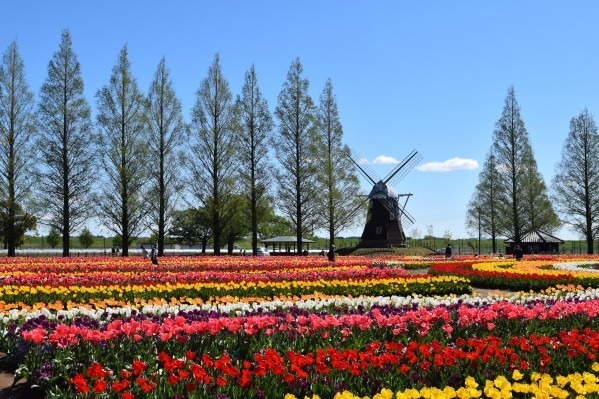 約16万球のチューリップ畑＆桜が満開の「スプリングウィーク」千葉・あけぼの山農業公園で｜写真3