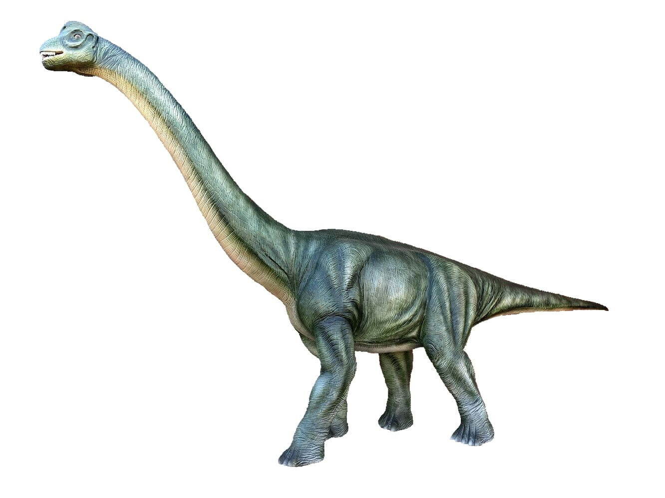 ブラキオサウルス
全長7.5ｍ×高さ4ｍ