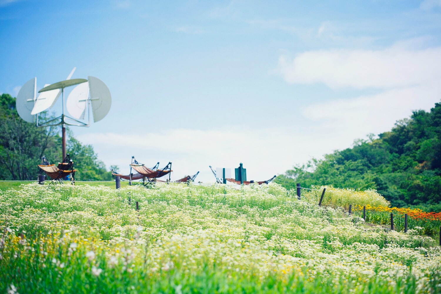 神戸布引ハーブ園“鮮やかなチューリップ＆山桜”が咲く春イベント、幻想的なイルミネーションも｜写真4