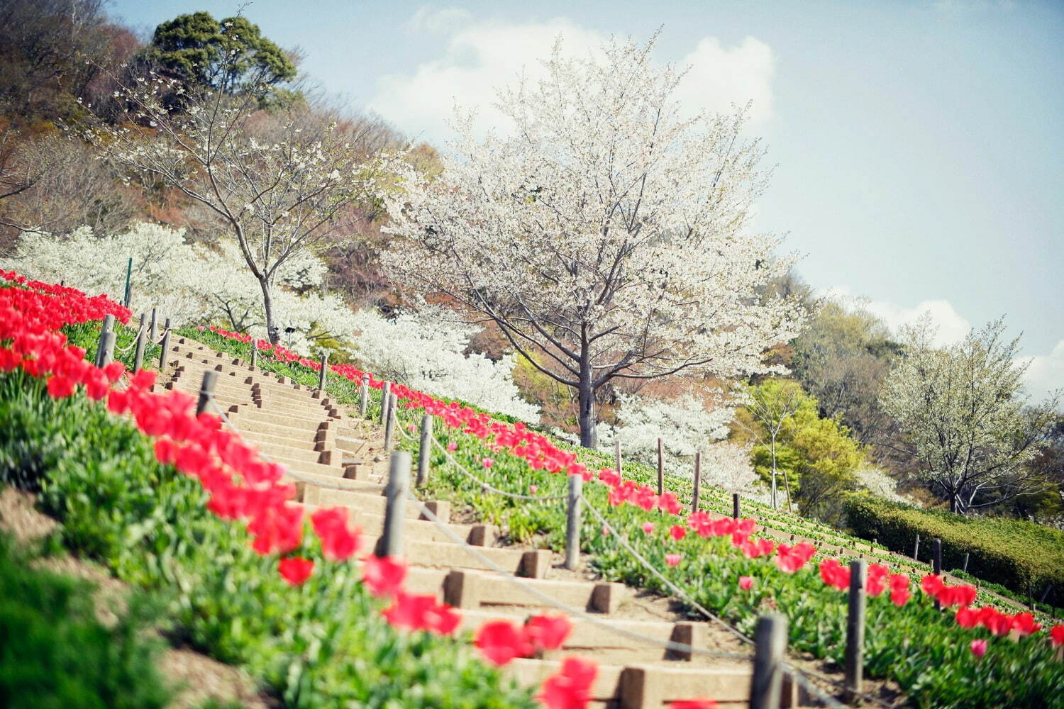＜神戸布引ハーブ園＞“チューリップ”が咲く春イベント