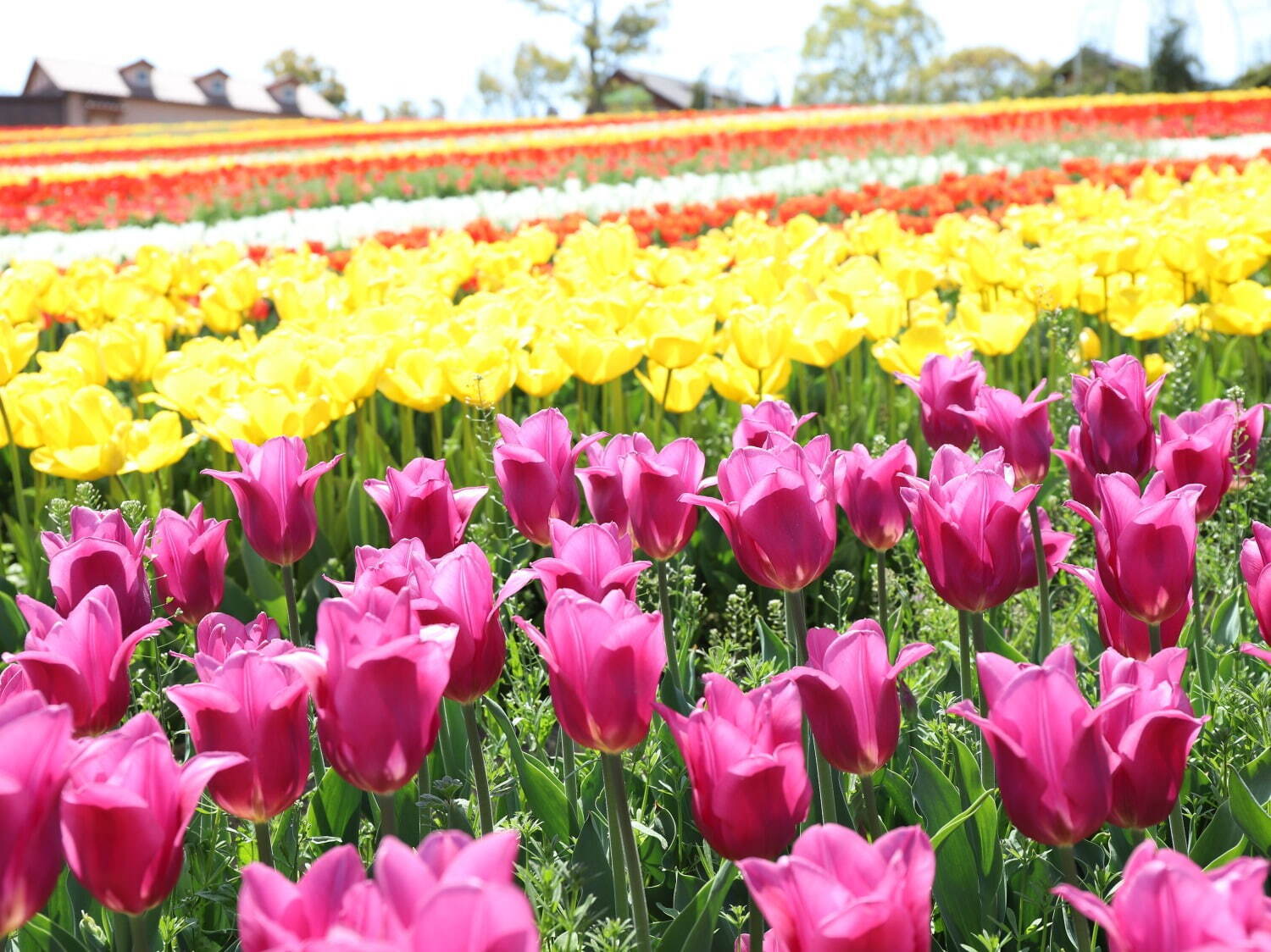 9万本のチューリップが3月下旬から開花、大阪・堺「ハーベストの丘」で｜写真8