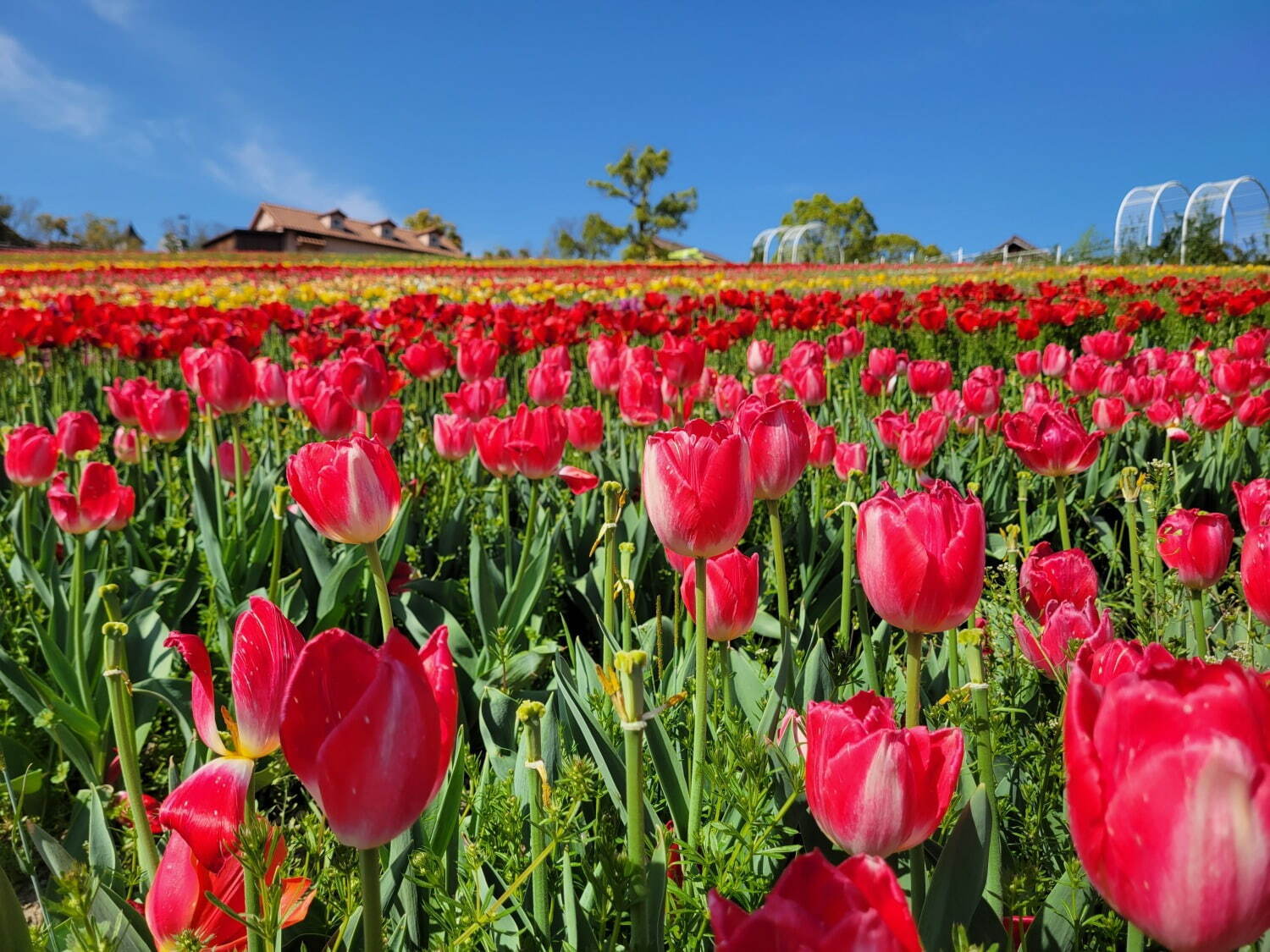 9万本のチューリップが3月下旬から開花、大阪・堺「ハーベストの丘」で｜写真10